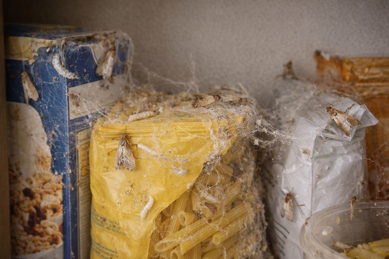 Mites alimentaires dans garde-manger